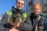 Полицейские спасли щенка от хозяйки-изверга