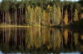В Николаеве через суд требуют вернуть государству леса на почти 5 миллионов гривен