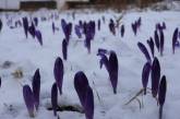 На Закарпатье под снегом зацвели цветы (фото)