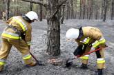 Под Николаевом из-за поджога масштабно горел лес (видео)
