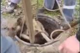 В Николаеве сотрудники водоканала спасли из колодца собаку (видео)