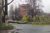В центре Николаева упавшее дерево перекрыло проезжую часть (видео)
