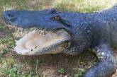 Крокодил Вася после смерти вернулся в Николаевский зоопарк (фото)