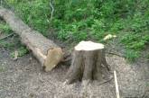 В Николаевской области незаконно вырубили деревья на более 300 тысяч гривен