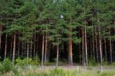 В Николаевской области незаконно передали в частные руки территорию леса стоимостью 2,7 миллиона