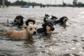 Команда николаевского Центра защиты животных спасла 100 собак и 30 кошек из Херсонской области (видео)
