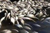 В Министерстве предупредили о риске гибели рыбы в водоемах Николаевщины
