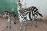 В Николаевском зоопарке пополнение: родился детеныш зебры
