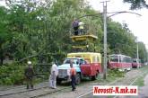 Последствия стихии: в Николаеве на трамвайные пути рухнуло огромное дерево