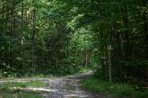 В Беларуси запретили ходить по лесам на границе с Украиной