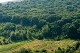 Земли лесного фонда в Николаевской области вернули государству