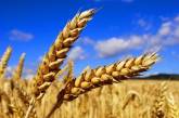 В ЕК предлагают компенсировать экспорт зерна из Украины по суше