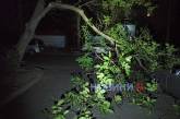 В Николаеве на припаркованный автомобиль упала ветка ореха (фото, видео)
