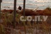 В Николаевской области на побережье выбросило мину – она некотролированно подорвалась