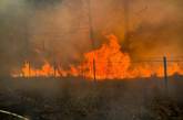 В Николаевской области на 5 га горел лес в зоне отдыха: базы удалось спасти