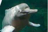 В Бразилии начался массовый мор дельфинов