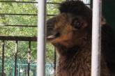 Николаевский зоопарк отправил верблюда к «невесте» в Одессу