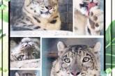 В Николаевском зоопарке в день снежного барса похвастались пятнистой красавицей Таши
