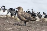 В Антарктике впервые обнаружили птичий грипп