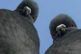 В РФ заявили, что в Николаевской области «готовят провокации с биооружием», используя птиц