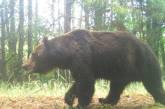В Чернобыльской зоне заметили бурого медведя