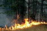 Под Николаевом горел Балабановский лес — ущерб только от выбросов в атмосферу почти миллион