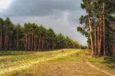 В Николаевской области незаконно передали аграриям земли леса за 60 миллионов