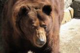 Братья-долгожители: медведи Мирон и Вакула из Николаевского зоопарка празднуют 24-летие (фото)