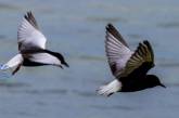 На Одещині «голодна смерть» загрожує птахам парку «Тузловські лимани»