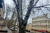 КП «Николаевские парки» нарушает законодательство при обрезке деревьев, - экологическая инспекция
