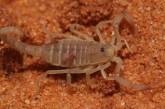 Скорпионы начали «путешествовать автостопом»: ученые зафиксировали странное поведение паукообразных