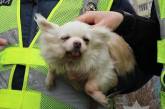 Полицейские спасли собаку, заблокированную в разрушенной после бомбежки квартире (фото)