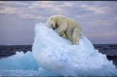 Белого медведя запечатлели на крошечной льдине, дрейфующей в океане