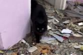 В Николаеве кот, выживший после обстрела, отказывается покидать полностью разрушенный дом (видео)