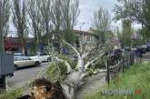 У Миколаєві буревії повалили 400 дерев