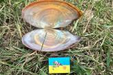 Под Одессой обнаружен опасный моллюск из Китая