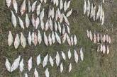 В Николаевской области браконьеры поймали рыбу на 190 тысяч гривен