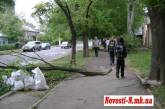 В Николаеве огромная ветка рухнула на тротуар
