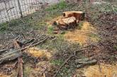 В центре Николаева незаконно срубили два здоровых дерева - каштан и акацию (фото)