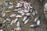 Наловил карася на 117 тысяч: в Николаеве поймали рыбака-браконьера (видео)