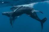 На камеру впервые попало спаривание горбатых китов - оба оказались самцами