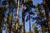 На Миколаївщині намагаються повернути державі землі лісового фонду вартістю 180 мільйонів  