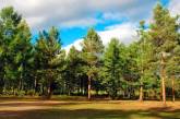 В Николаевской области участок леса незаконно передали под сельхозработы