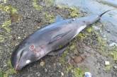 У Чорному морі через воєнні дії за місяць загинули десятки дельфінів
