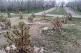 Скандал із соснами у Миколаєві: пафосно висаджені дерева засохли (фото)