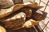 Черепахи миколаївського зоопарку переїхали до нового вольєру (фото)