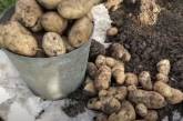 В Украине значительно упал в цене картофель: за сколько можно купить
