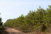 Житель Николаевской области незаконно занял земли леса: ему грозит арест