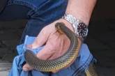 В Одессе редкая змея покусала директора зоопарка (фото)