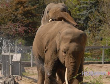«Воркуючі» слони та «закохані» папуги: як до Миколаївського зоопарку прийшла весна (фоторепортаж)